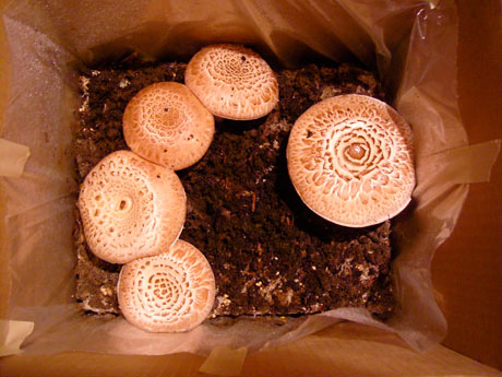 portabella